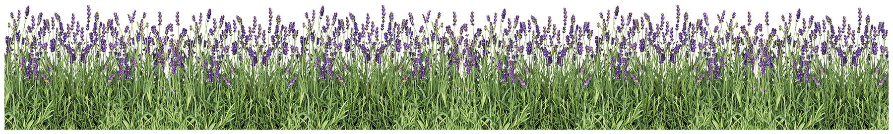 Lavender Wall Decals by WallPops