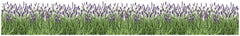 Lavender Wall Decals by WallPops