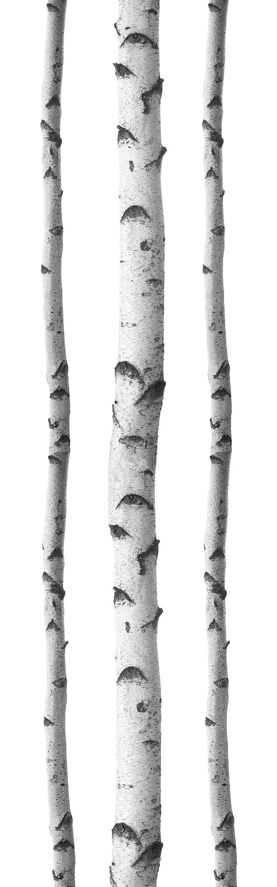 Birches Wall Decals by WallPops