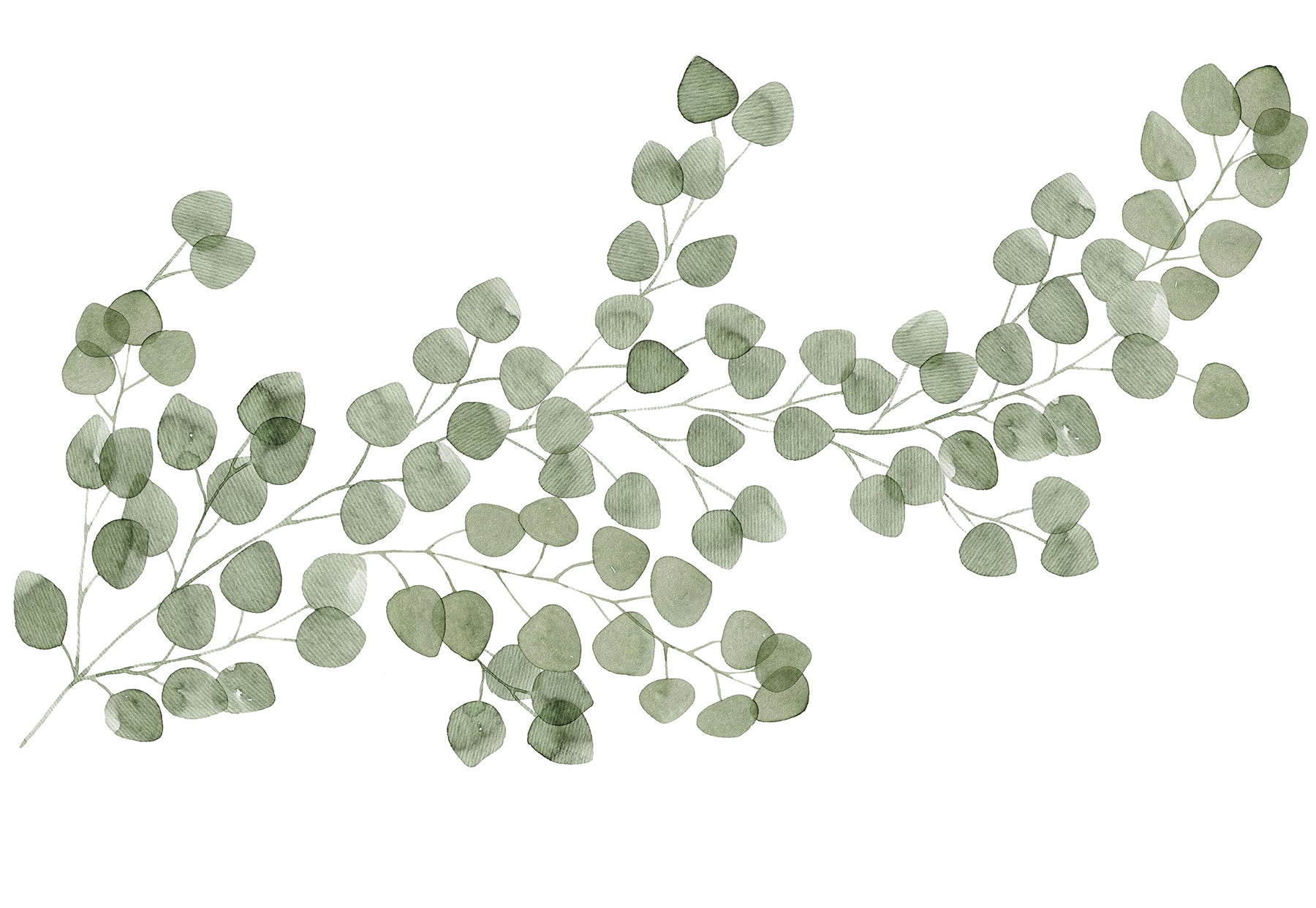 Eucalyptus Wall Decals by WallPops