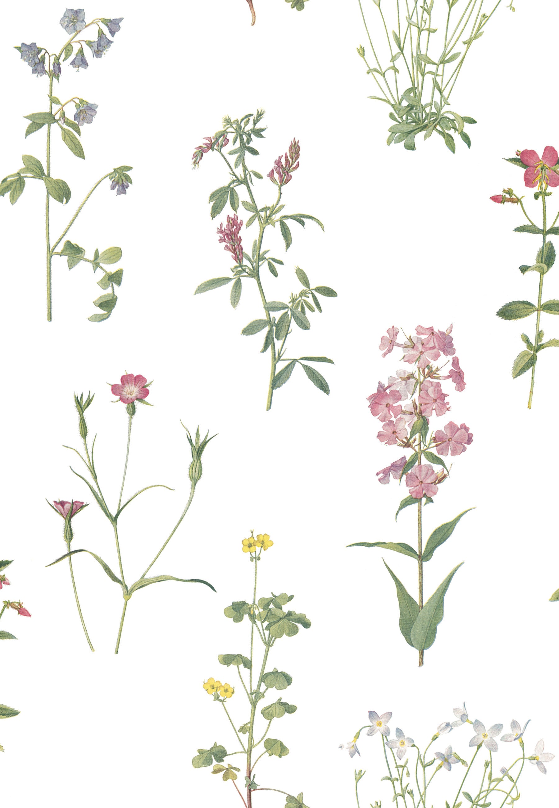 Botanical Peel and Stick Wallpaper by WallPops