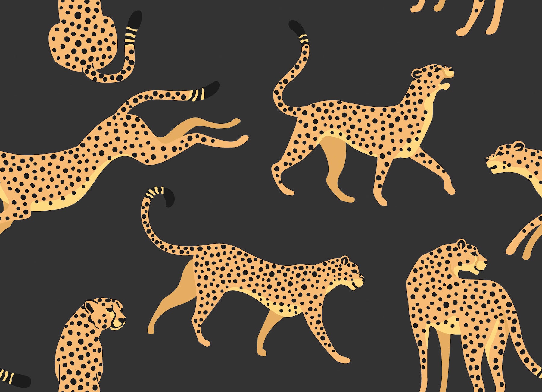 Cheetah Cheetah Peel and Stick Wallpaper by WallPops