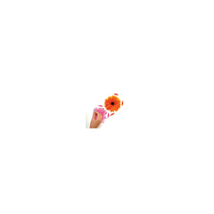Small Gerber Daisies Wall Decals - how to stick