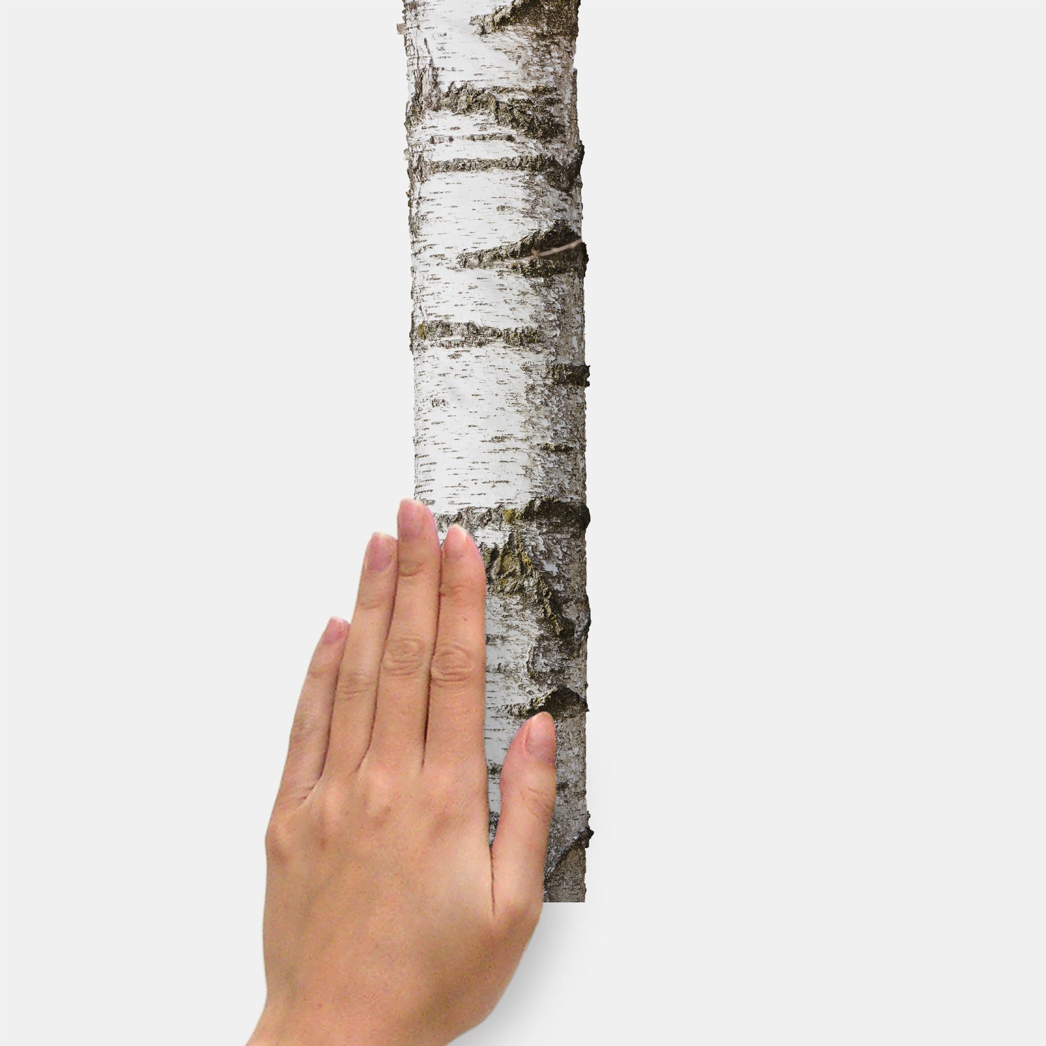 A modern bedroom features a wooden bed with crisp white bedding, a plush fur throw, potted plants, a wooden side table, and open shelving displaying both décor and additional greenery. The pale walls are adorned with the Realistic Birch Trees Peel and Stick Giant Wall Decals by WallPops, creating a serene birch tree mural that enhances the room’s natural ambiance. Subtle accents of distressed barn wood infuse rustic charm into this bright and minimal space.