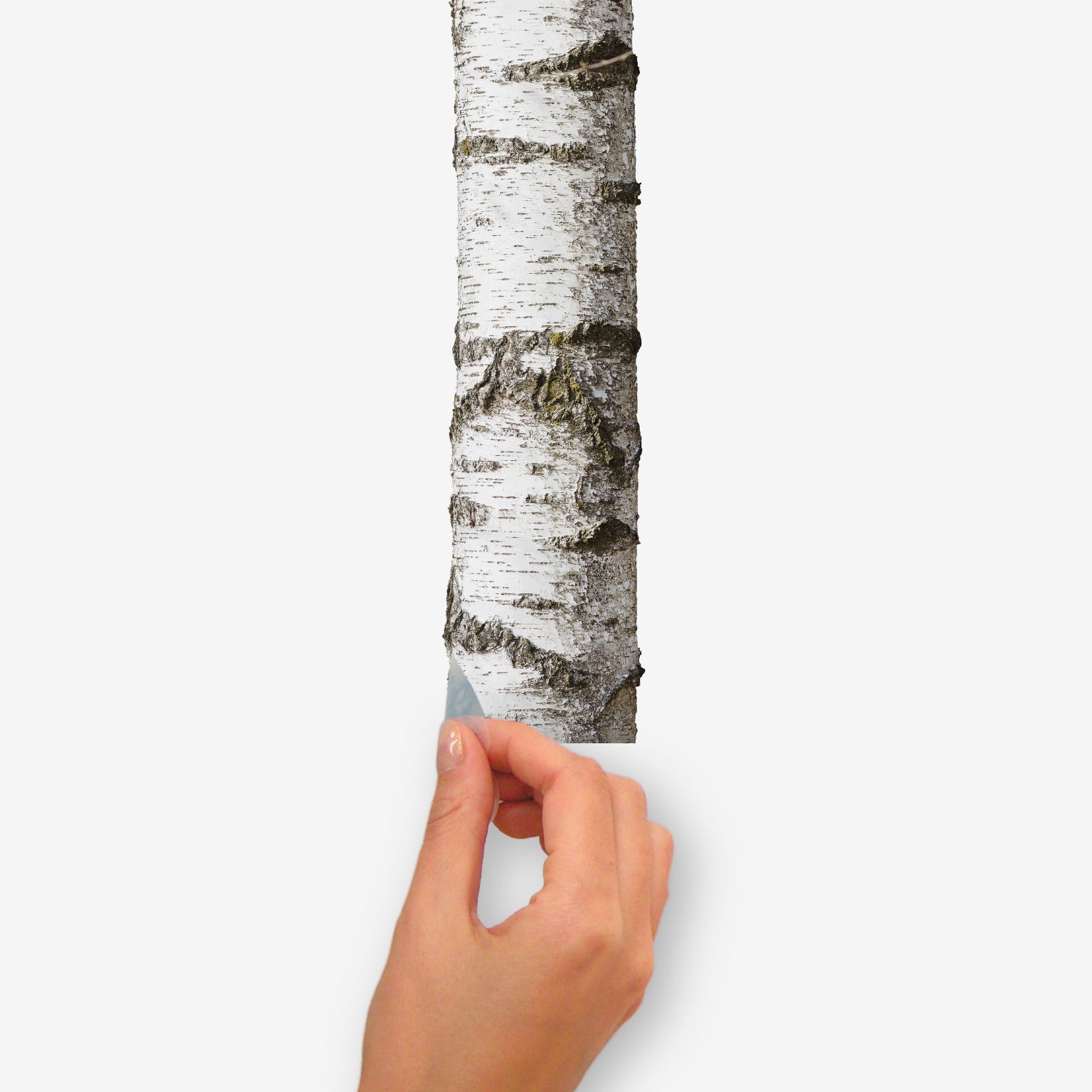 A modern bedroom features a wooden bed with crisp white bedding, a plush fur throw, potted plants, a wooden side table, and open shelving displaying both décor and additional greenery. The pale walls are adorned with the Realistic Birch Trees Peel and Stick Giant Wall Decals by WallPops, creating a serene birch tree mural that enhances the room’s natural ambiance. Subtle accents of distressed barn wood infuse rustic charm into this bright and minimal space.