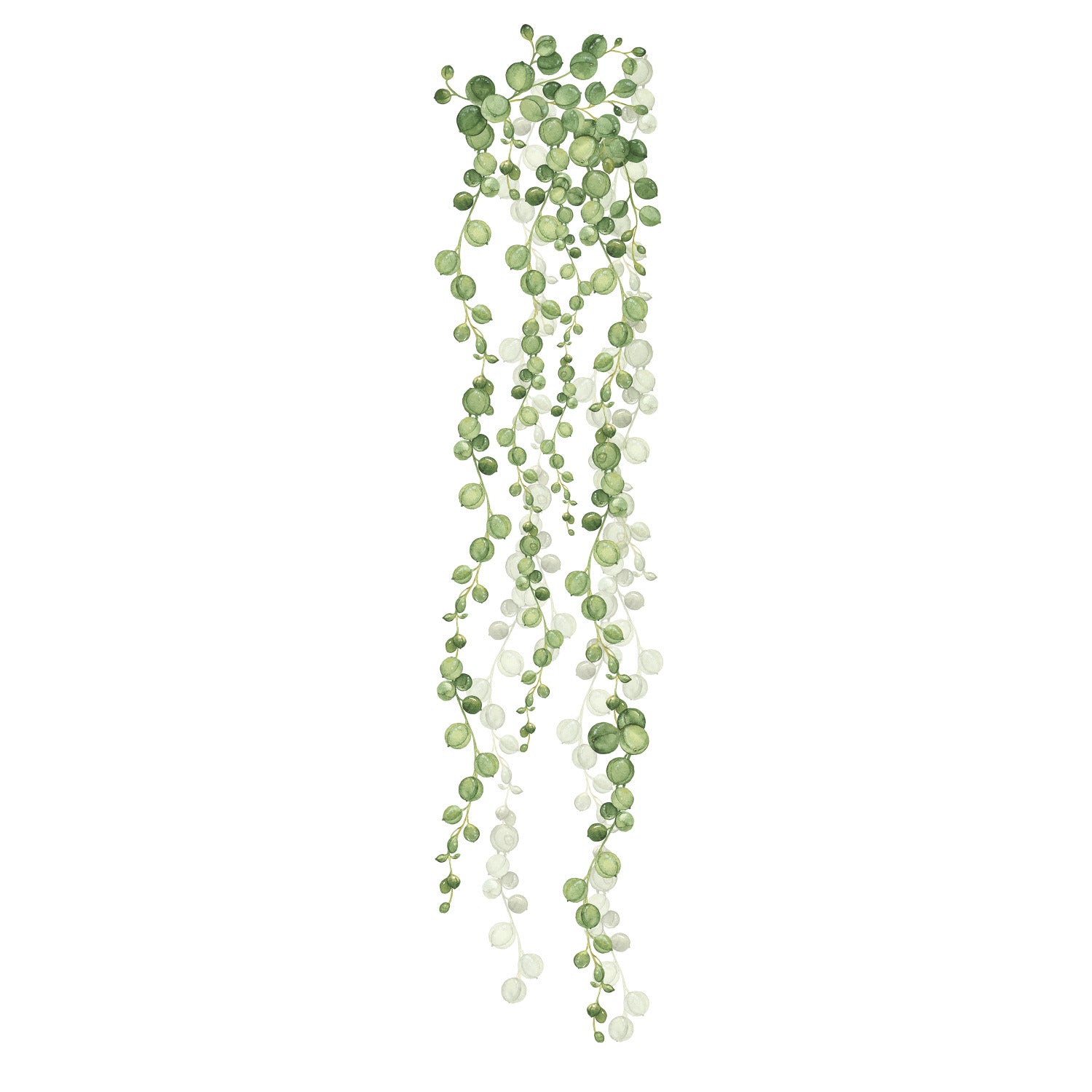 String Of Pearls Vine Wall Decals - panels