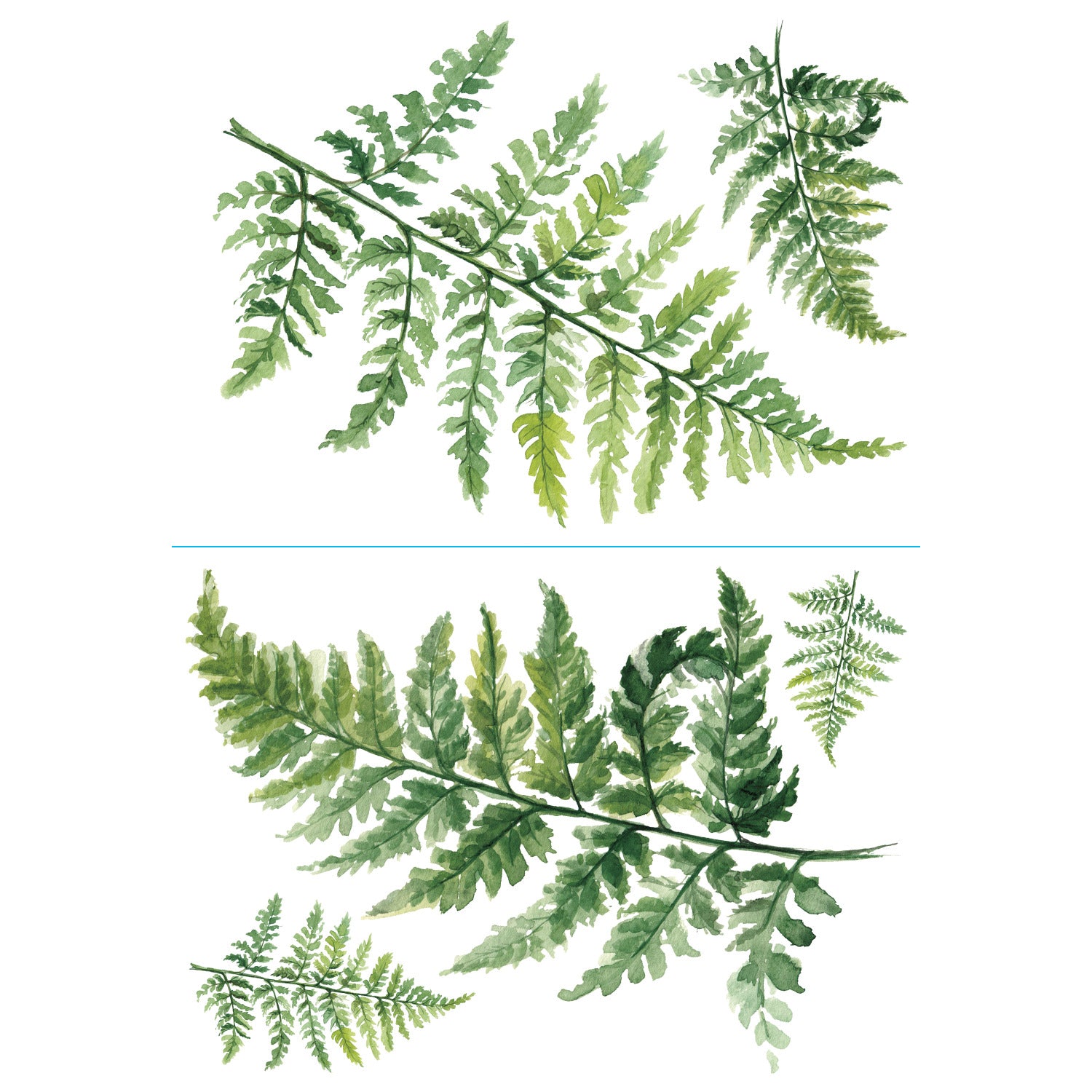Watercolor Fern Wall Decals by WallPops