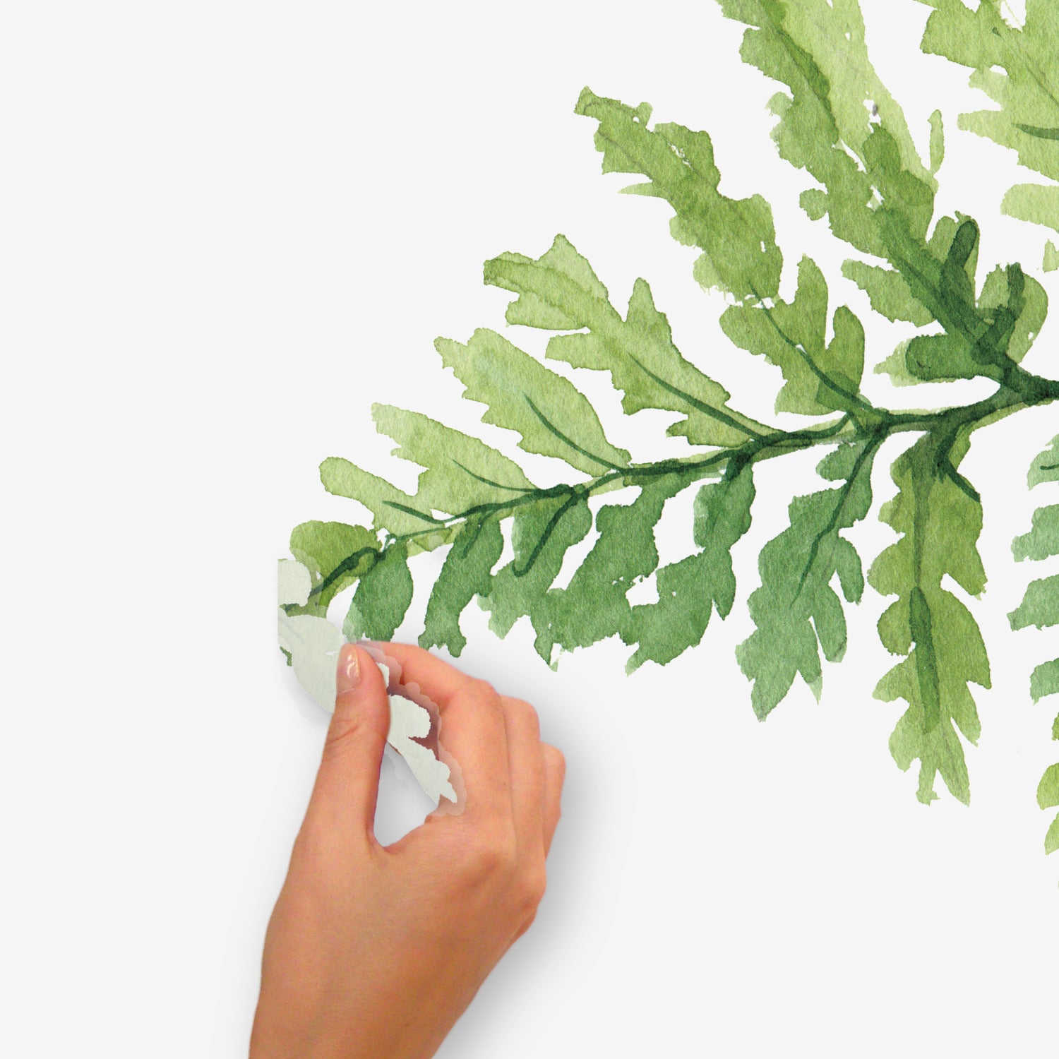 Watercolor Fern Wall Decals - how to peel