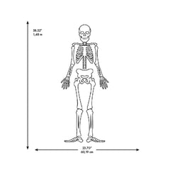 Skeleton Giant Wall Decals - dimensions