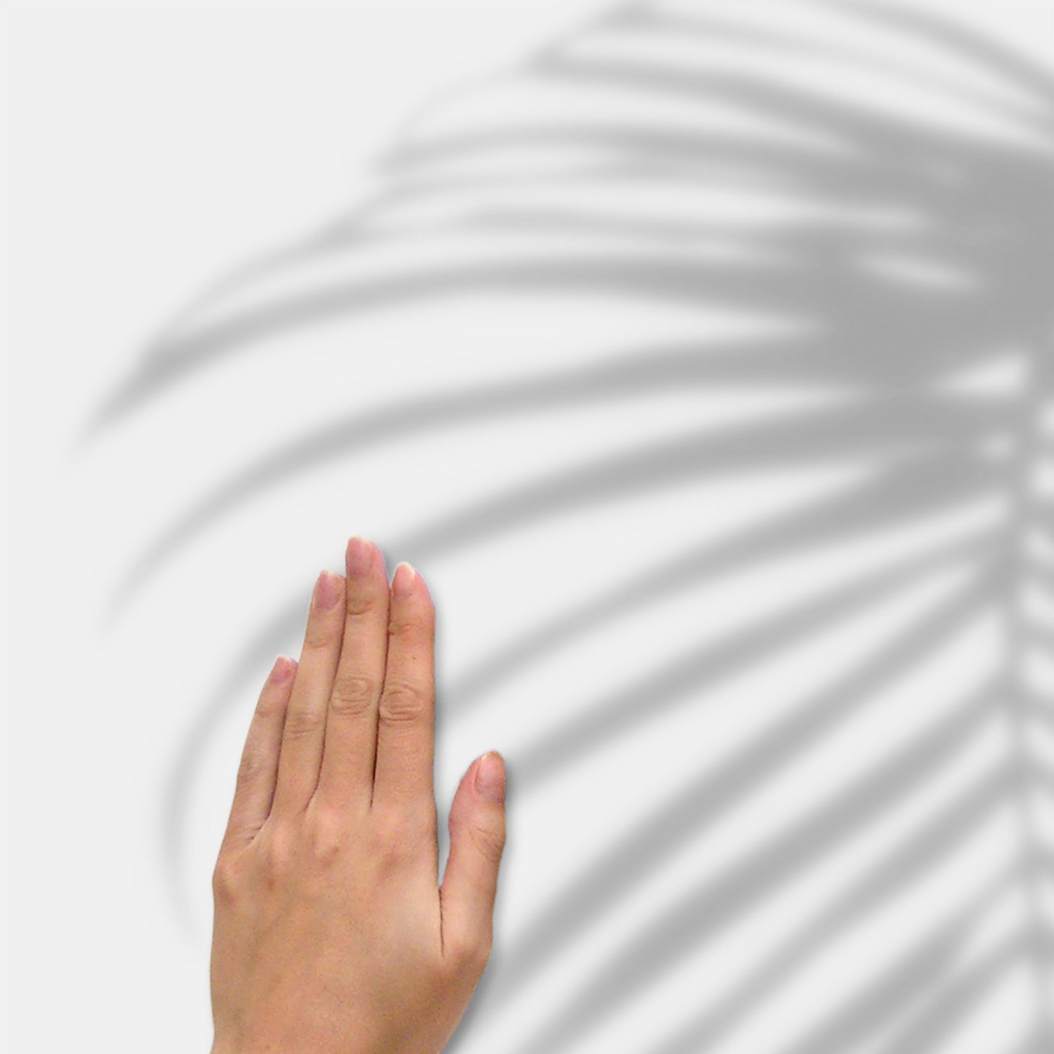 Tropical Shadow Palm Frond Wall Decals - how to stick